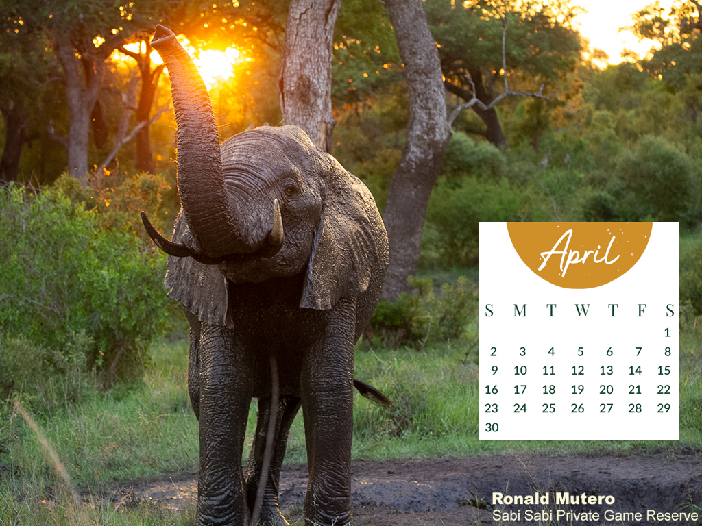 Monthly Desktop Calendar Sabi Sabi April 2023 Large