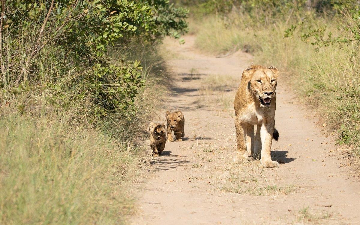 B01andries Lions.spcubs 180423 6.tr11 B01andries Lions.spcubs 180423 6.tr11