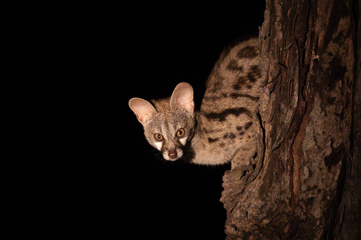 This Large-spotted Genet was searching for a meal on a fallen tree. This Large-spotted Genet was searching for a meal on a fallen tree.