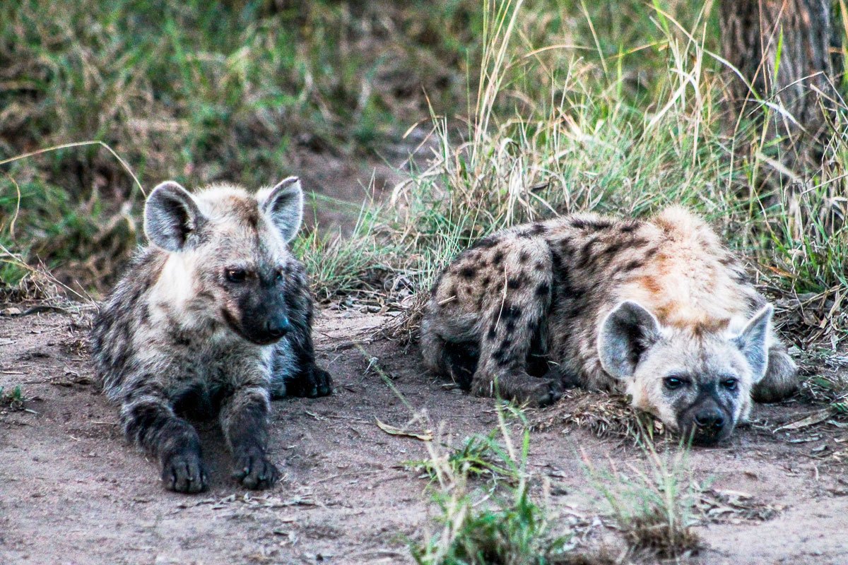 Although part of the 'Ugly Five', the hyena pups are still pretty cute. Although part of the 'Ugly Five', the hyena pups are still pretty cute.