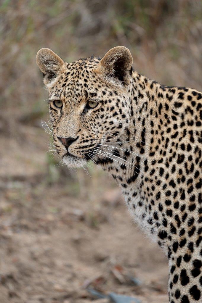 The young Nottins male was on the hunt, weaving through a drainage line.