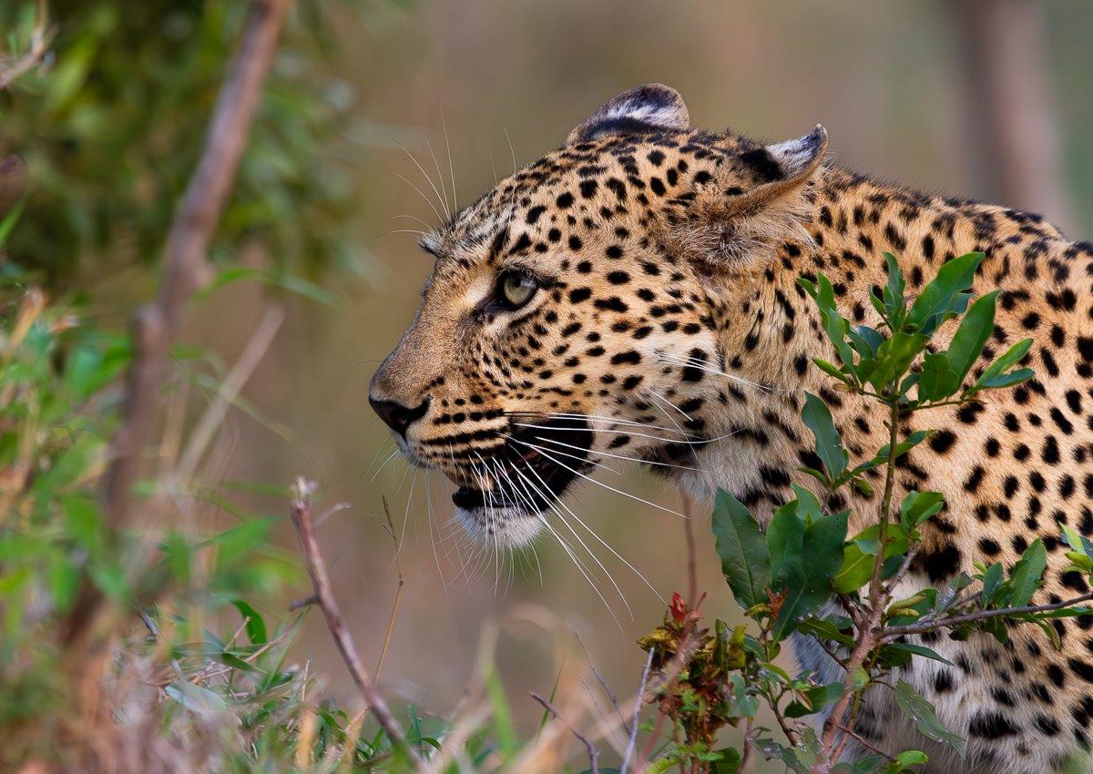 N'weti arrives on the scene where Golonyi had taken her kill. 
