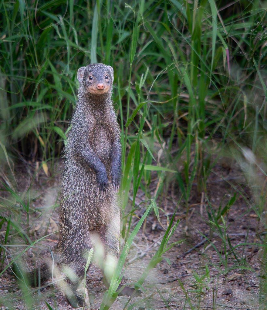 The Banded Mongoose is easily identifiable by distinctive stripes across its back. The Banded Mongoose is easily identifiable by distinctive stripes across its back.