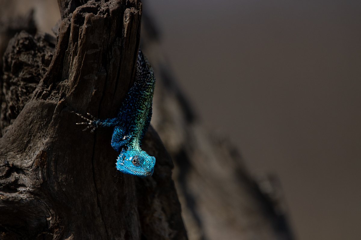 Close-up of a Tree agama perched on a tree branch, showcasing its colourful and vibrant scales. Close-up of a Tree agama perched on a tree branch, showcasing its colourful and vibrant scales.