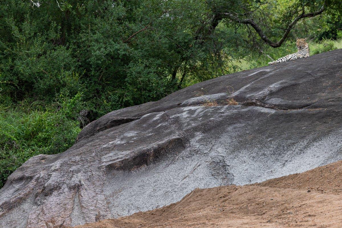 Sabi Sabi Jp Van Rooyen Golonyi With Mantwan Sabi Sabi Jp Van Rooyen Golonyi With Mantwan