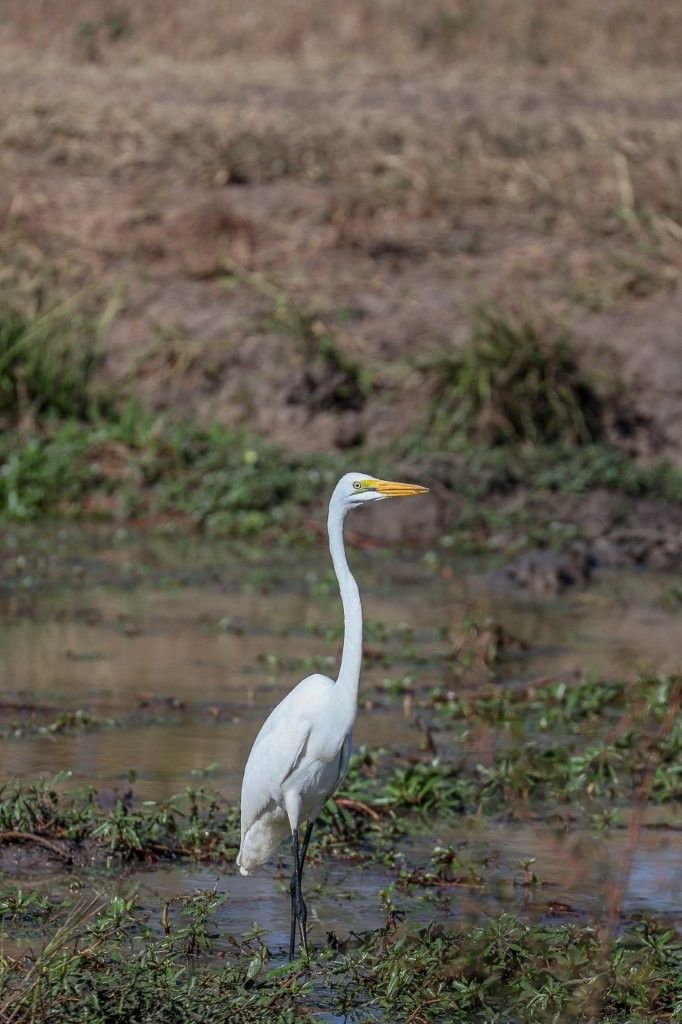Sabi Sabi Ruan Mey Great Egret Sabi Sabi Ruan Mey Great Egret