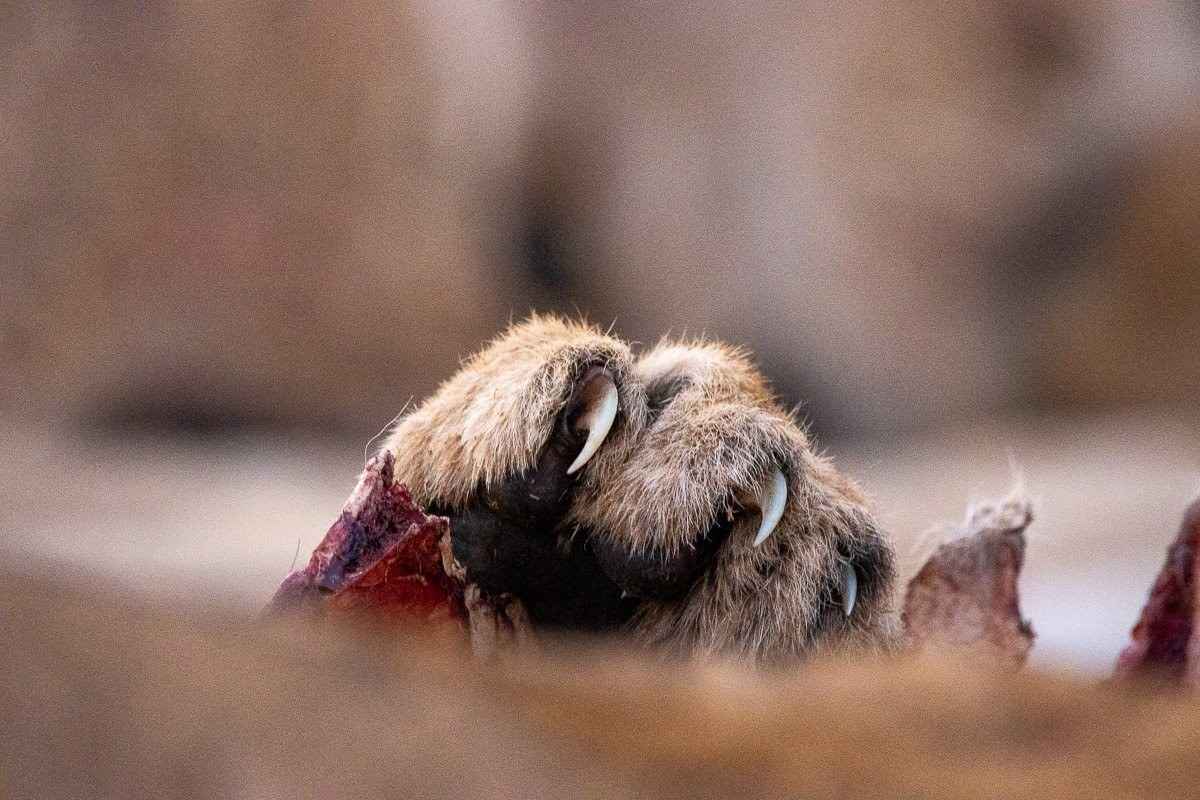 Close up of a paw gripping the meat as they gnaw it off the bone