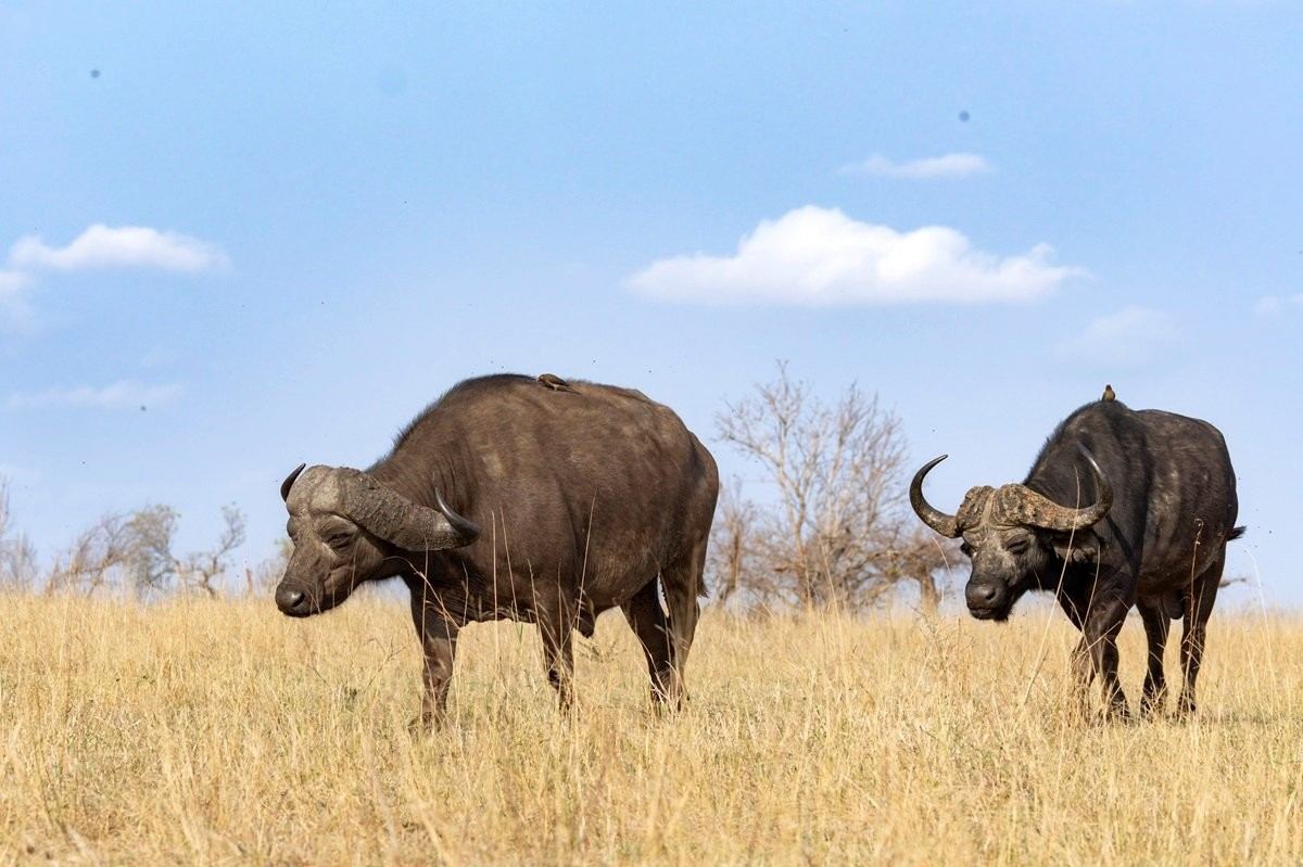 Sabi Sabi Benjamin Loon Buffalo Wide Shot Sabi Sabi Benjamin Loon Buffalo Wide Shot
