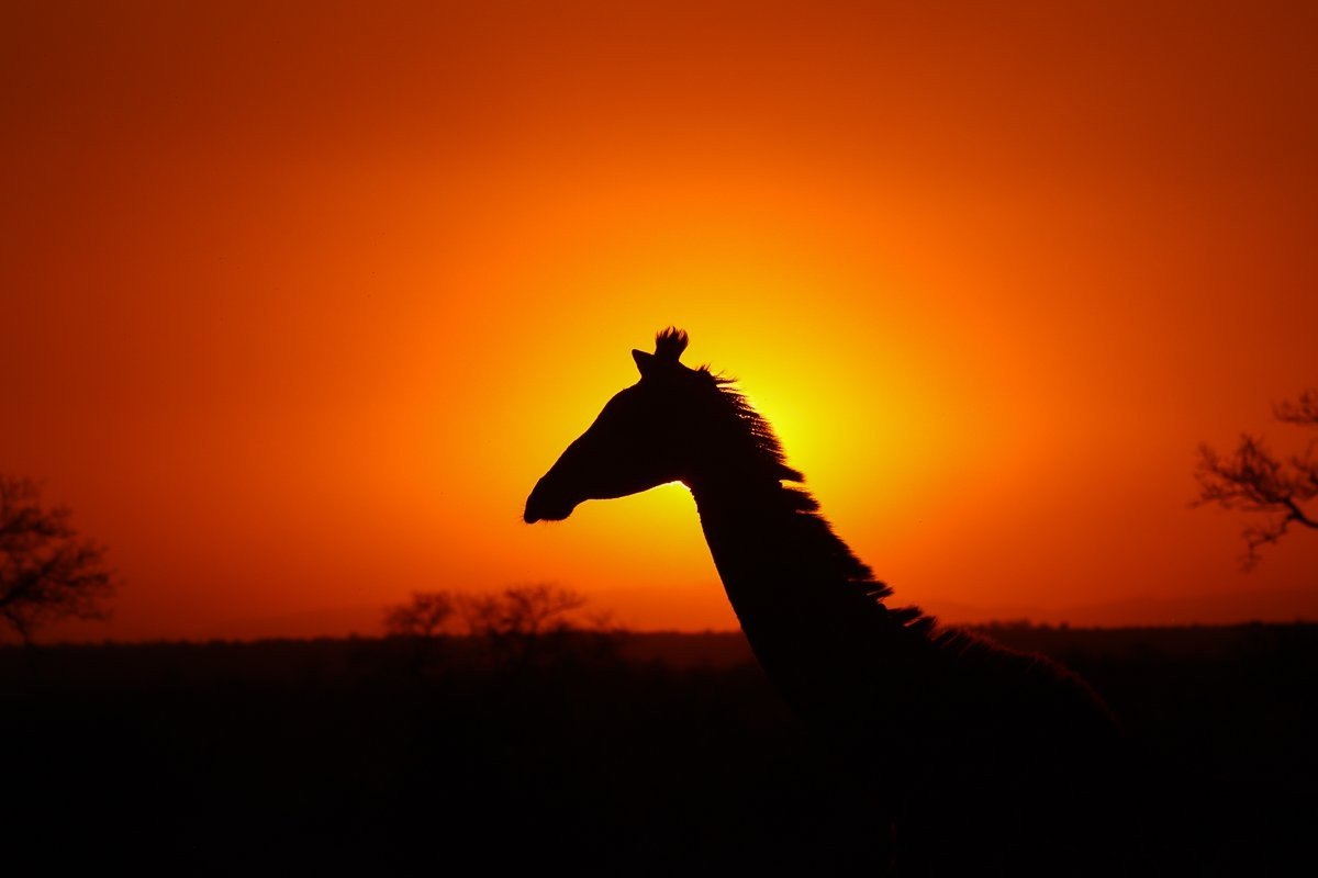 Sabi Sabi Ronald Mutero Giraffe Sunset