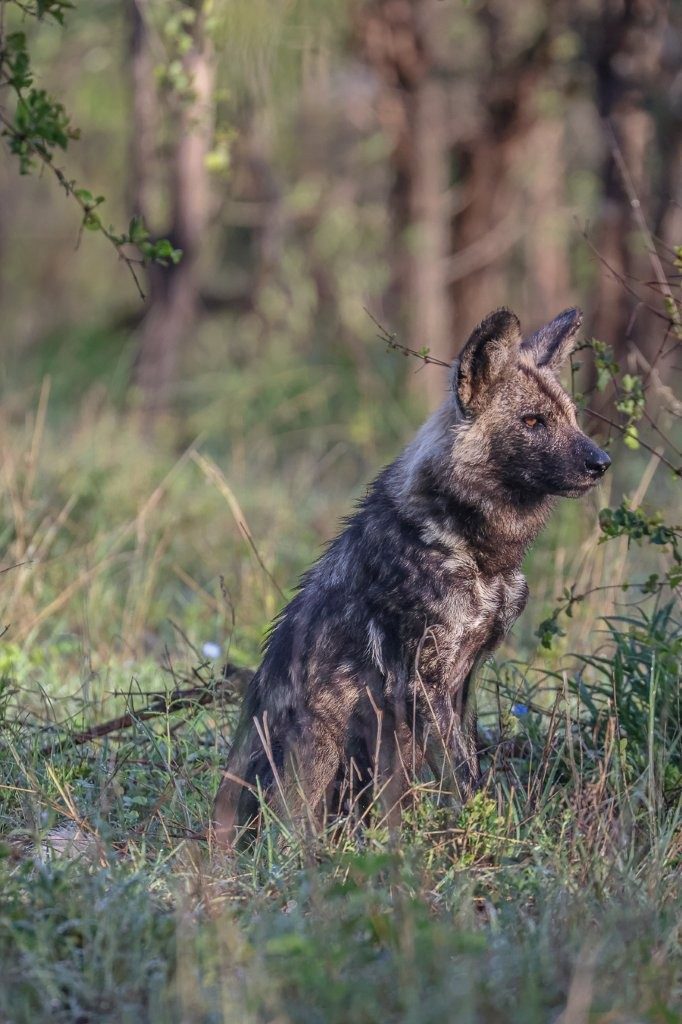 Sabi Sabi Ruan Mey Wild Dog In Veld