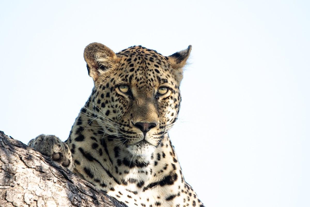 Close up of the Nottens male leopard.