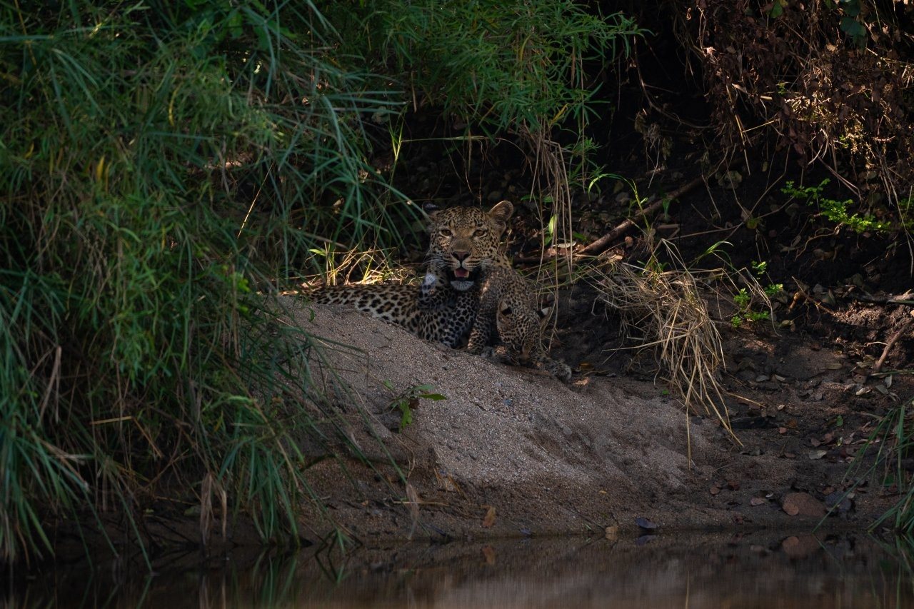 Sabi Sabi Viviane Ladner Jacana And Leopard Cub