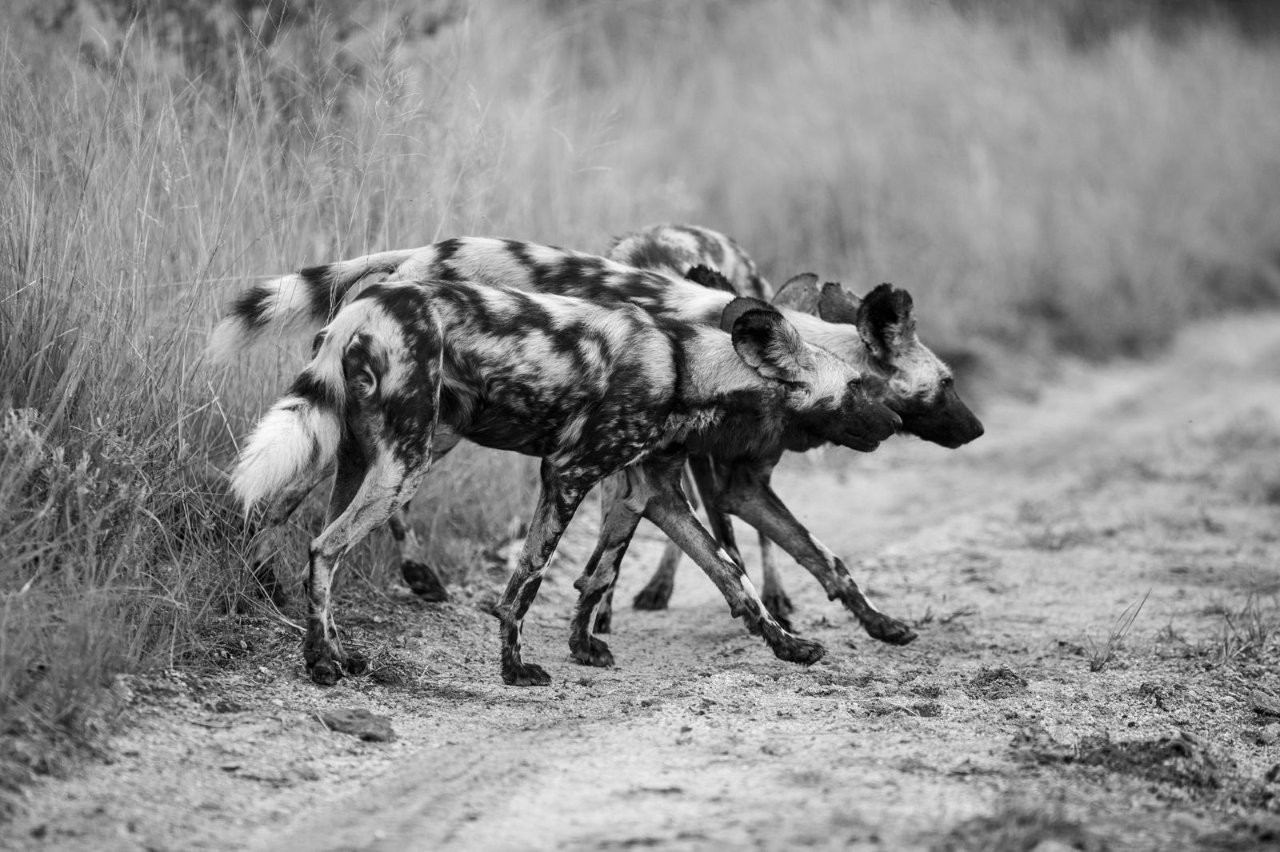 African wild dogs standing alert in the bush.
