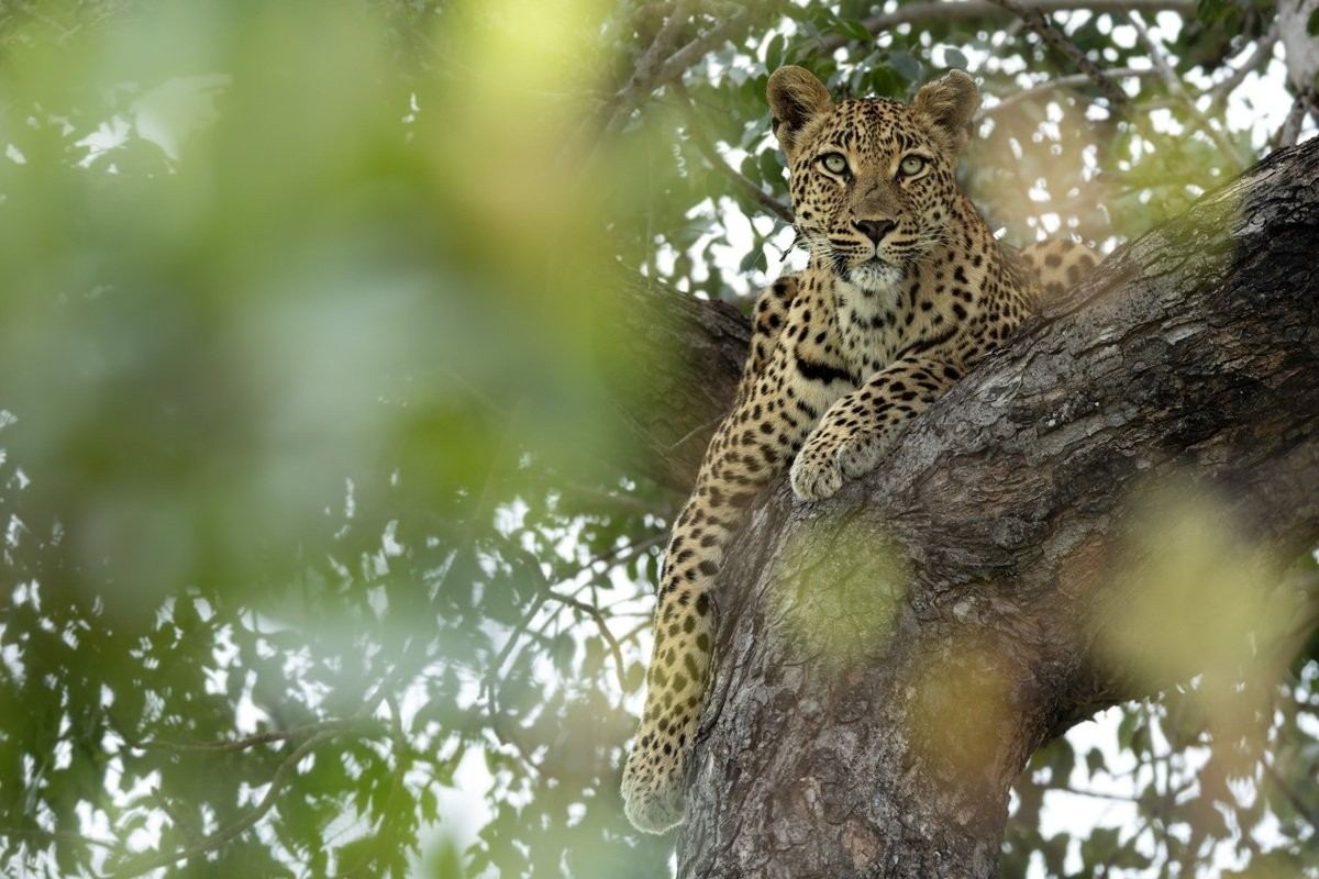 Sabi Sabi Benjamin Loon Golonyi Leopard Resting Marula Tree