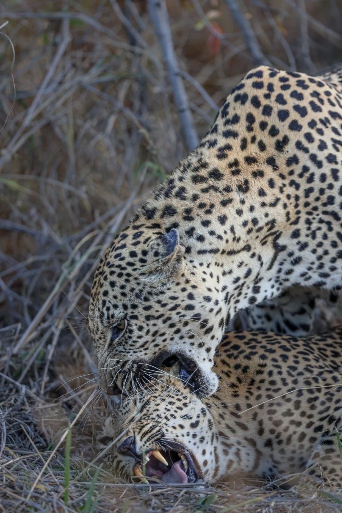 Mawelawela male leopard mating with Ntsumi female.