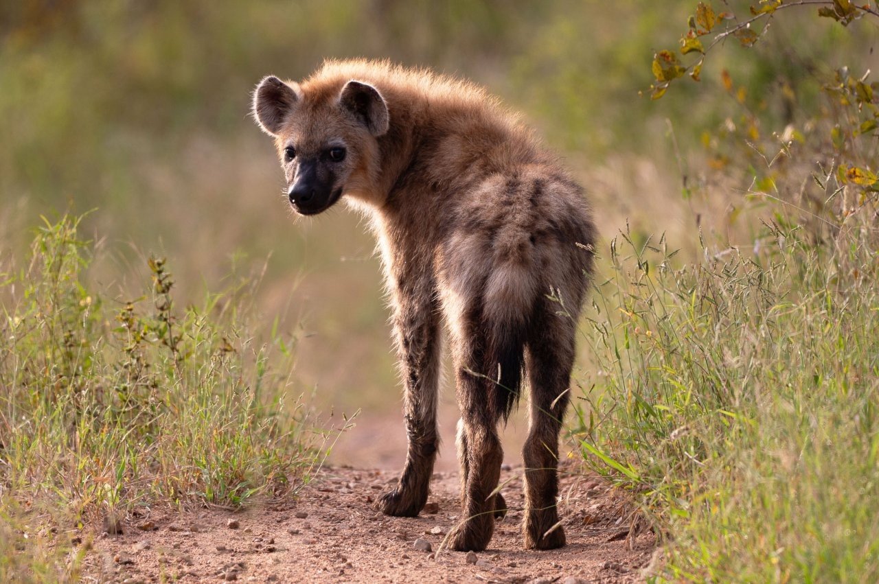 Young hyena walking along a road and observing surroundings.