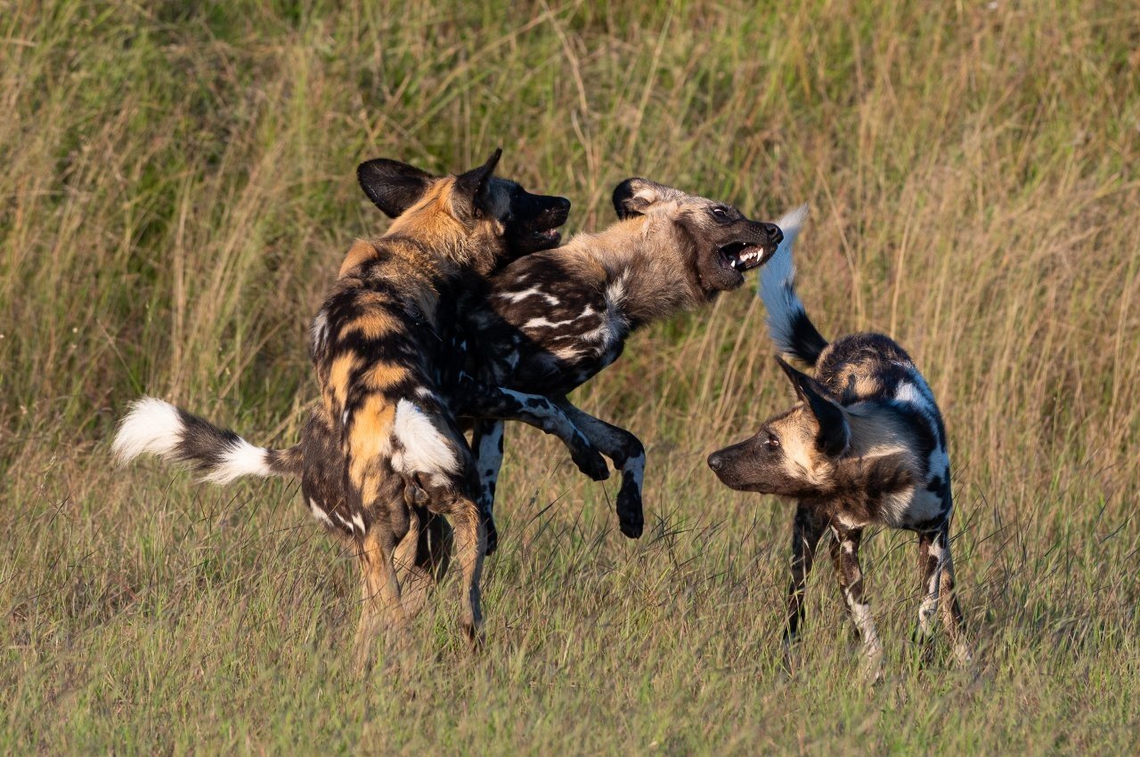 Sabi Sabi Viviane Ladner Wild Dogs Emerging From Tall Grass