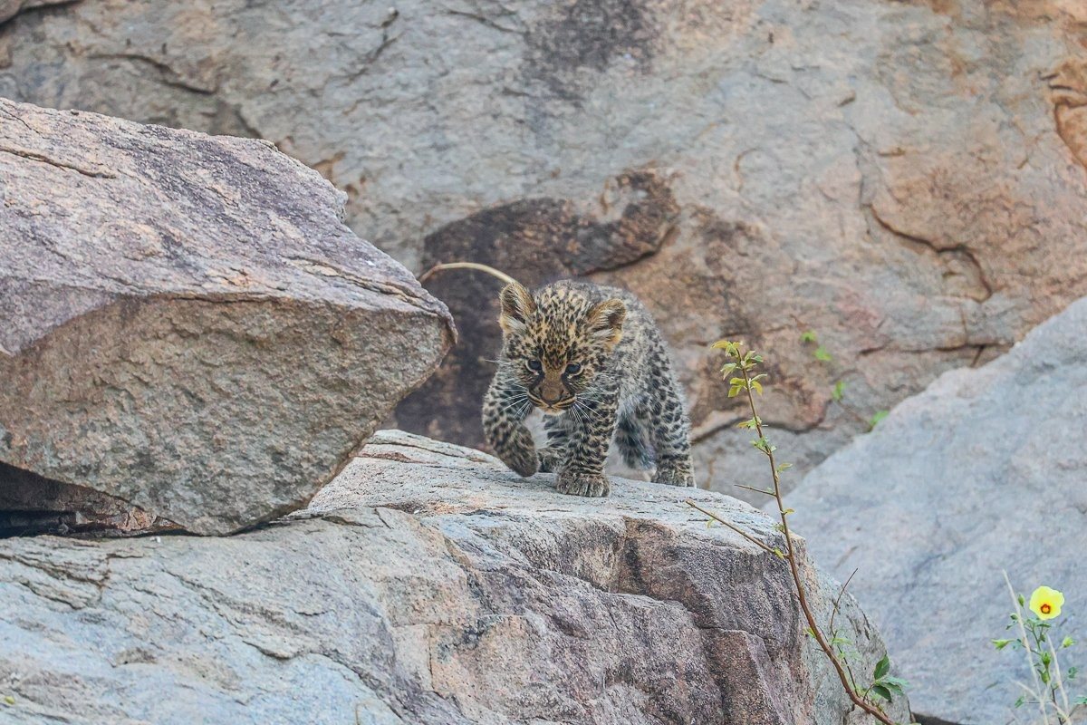 Leopard cub resting among rocks near Golonyi’s den site in the Sabi Sand bushveld.