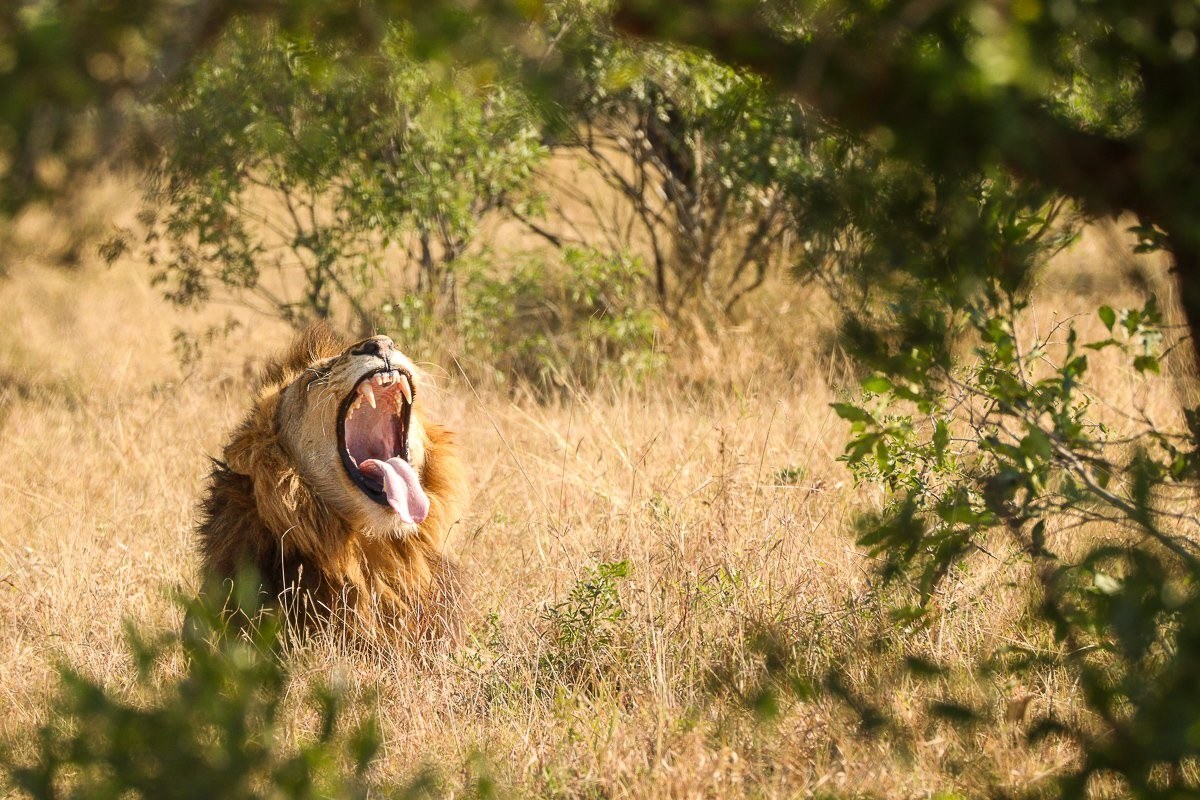 N'waswishaka male lion stretching and yawning after a cold night.