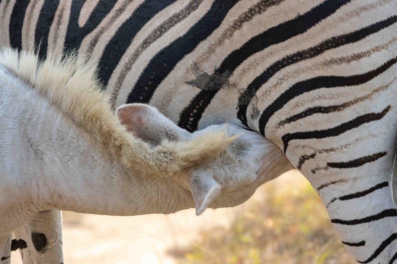 Sabi Sabi Ronald Mutero Rare White Zebra Grazing