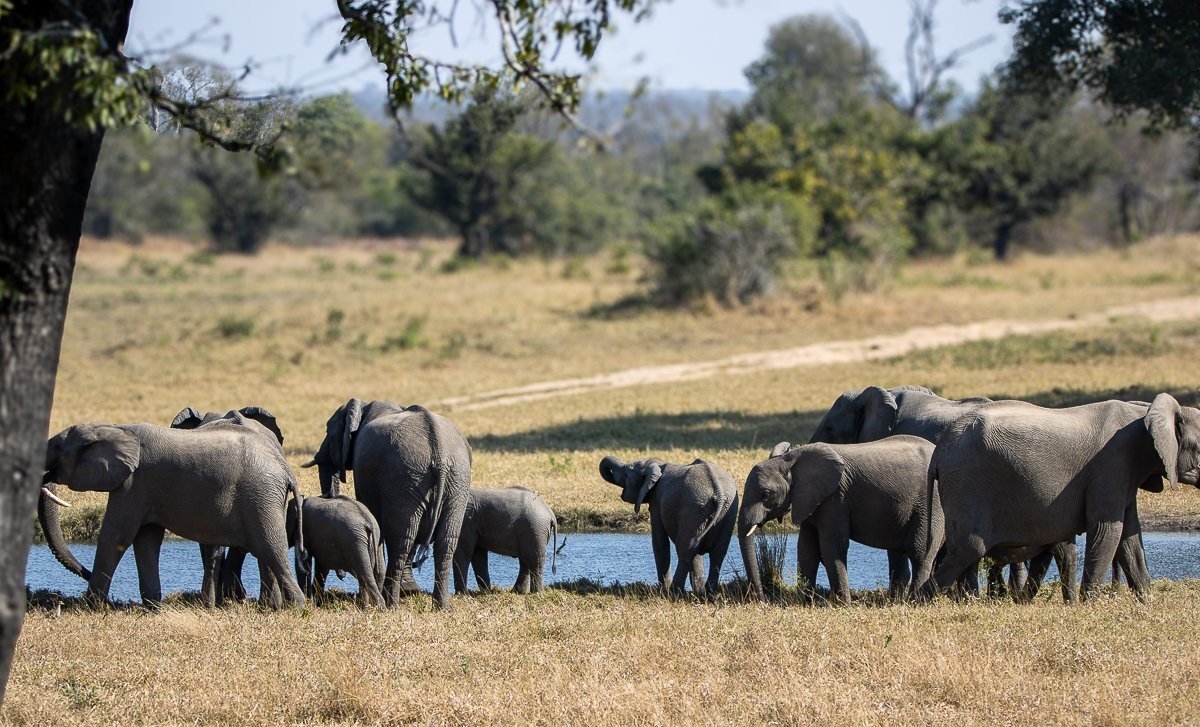 Elephant in the Sabi Sabi wilderness