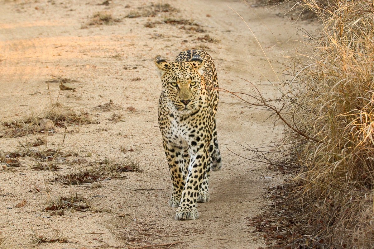 Golonyi female leopard moving through her territory