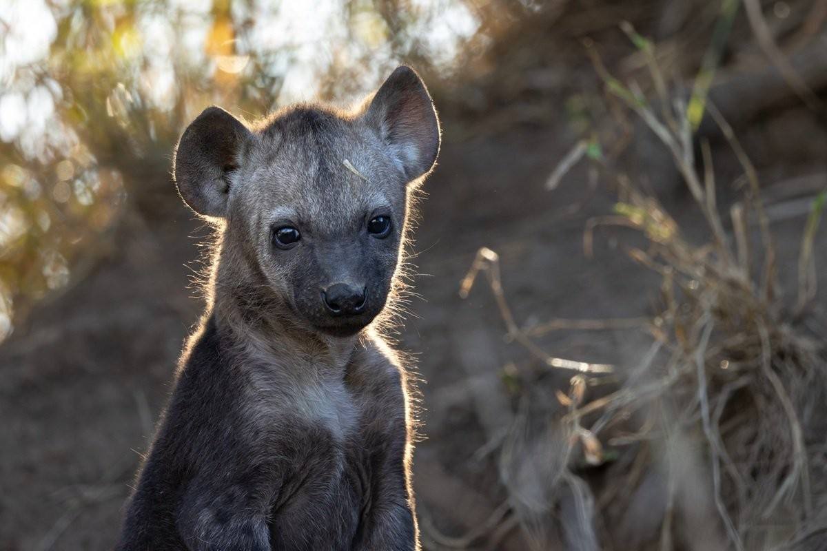 Sabi Sabi Benjamin Loon Playful Spotted Hyena Cubs Outside Den
