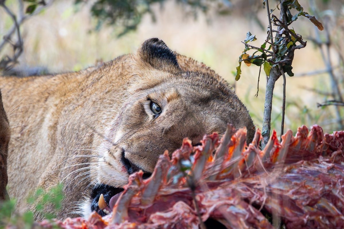 Sabi Sabi Ronald Mutero Msuthlu Lionesses Feeding On Zebra Kill Sabi Sabi