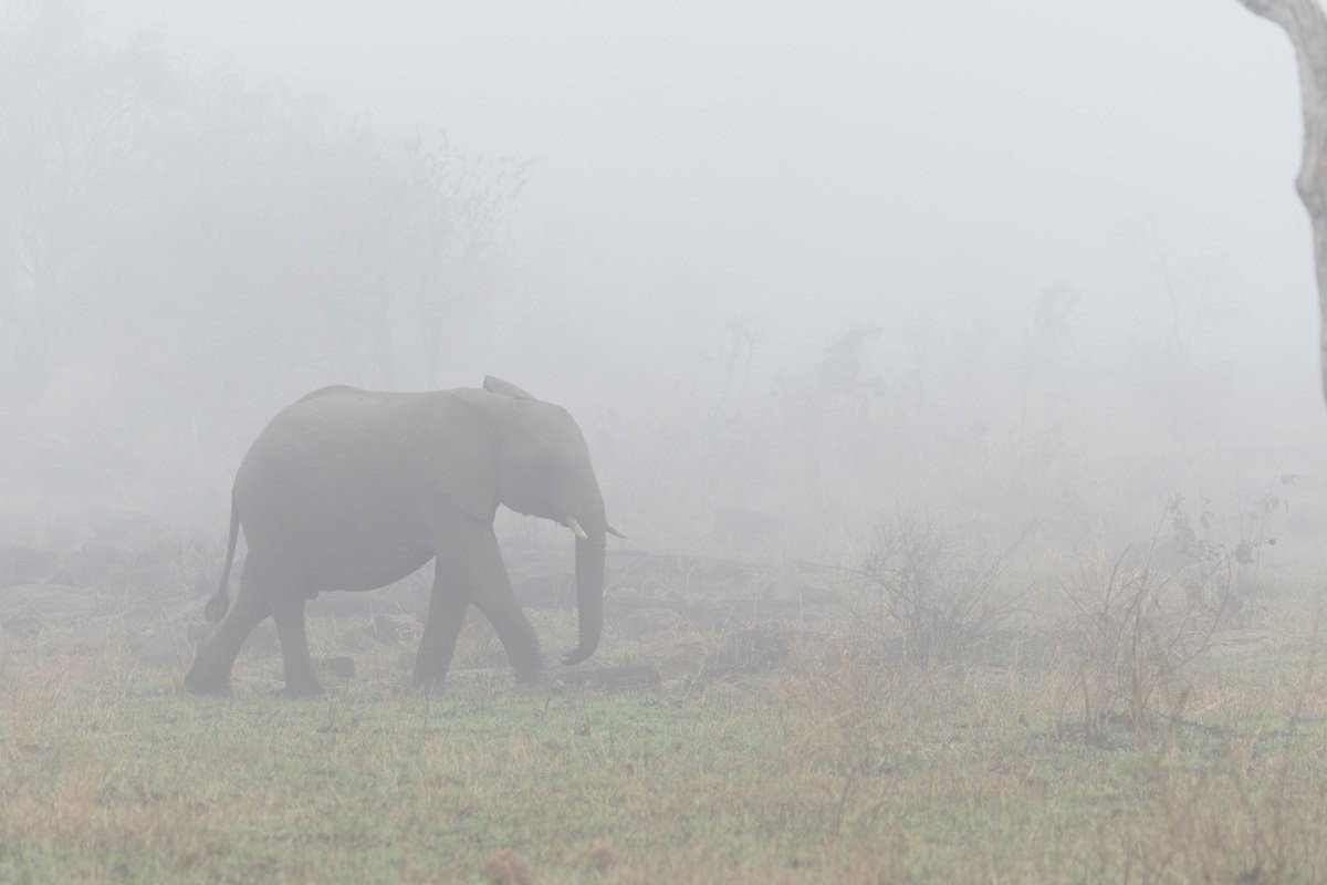Sabi Sabi Benjamin Loon Elephant Herd Silhouettes In Winter Mist Sabi Sabi