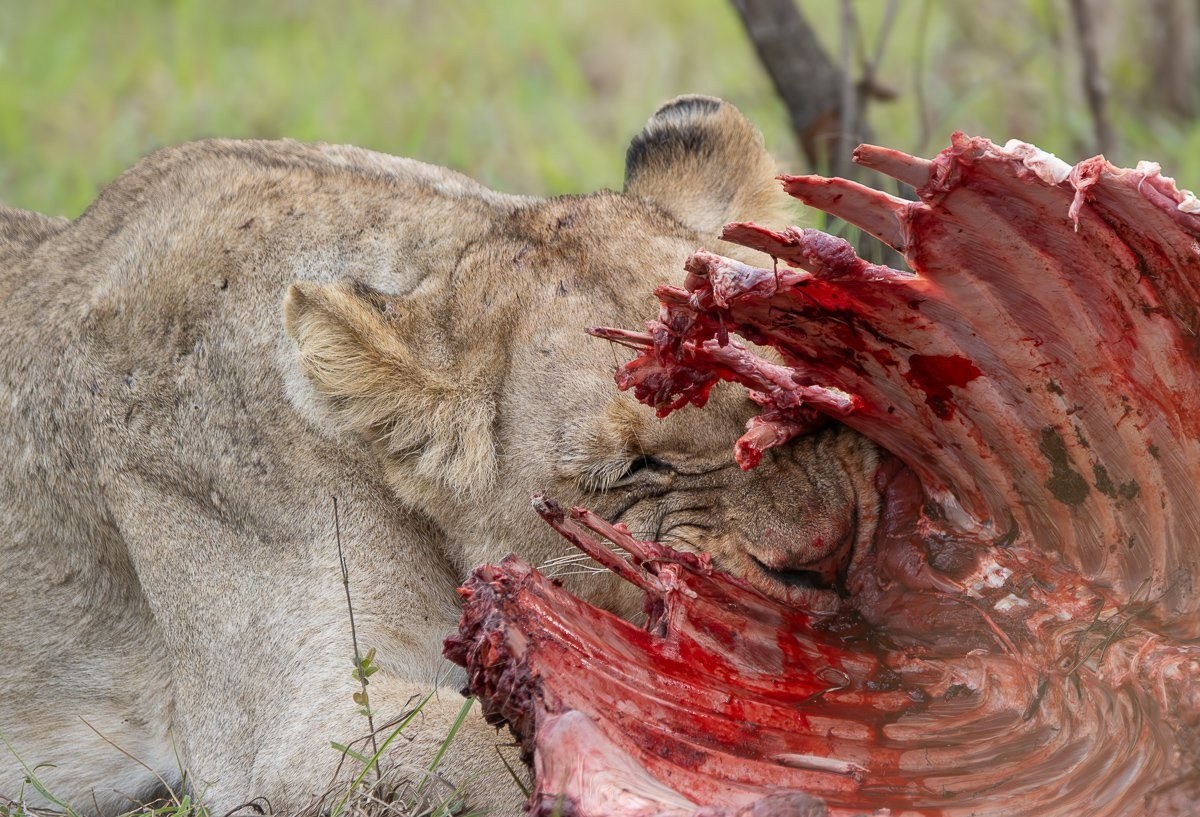 Msuthlu lionesses feeding together on a wildebeest kill.