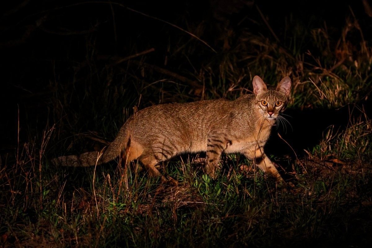 African wild cat moving through a previously burnt area with fresh green regrowth.