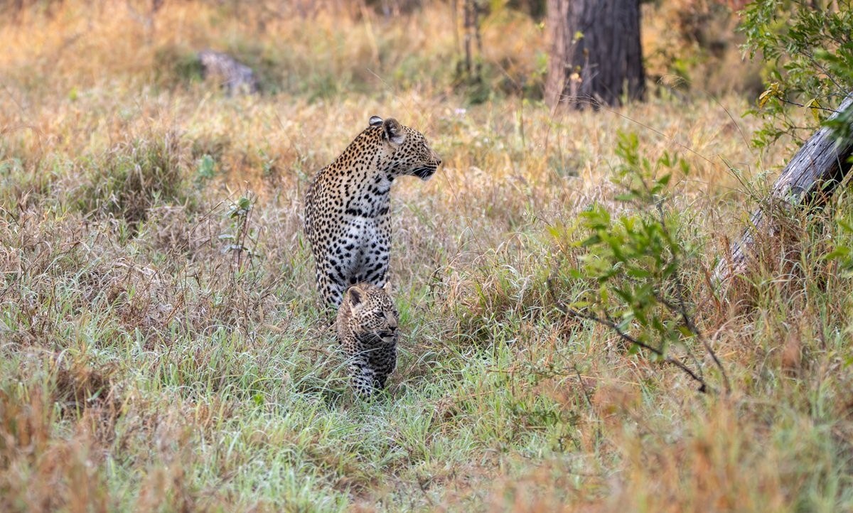 Kurhula and her cub walking together through the natural vegetation