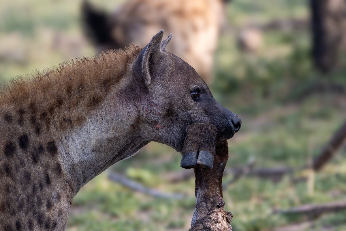 A spotted hyena with a shank of the buffalo carcass between its jaws