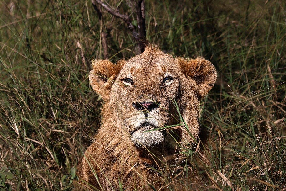 B15Coenraad Stapelberg Male Lion 120423 1 B15Coenraad Stapelberg Male Lion 120423 1