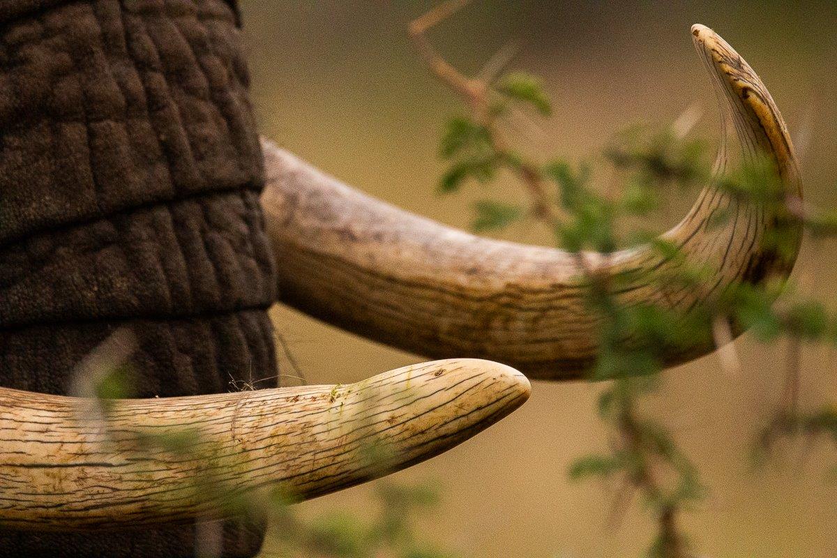 B06Coenraad Stapelberg.elephant 220722 1 B06Coenraad Stapelberg.elephant 220722 1