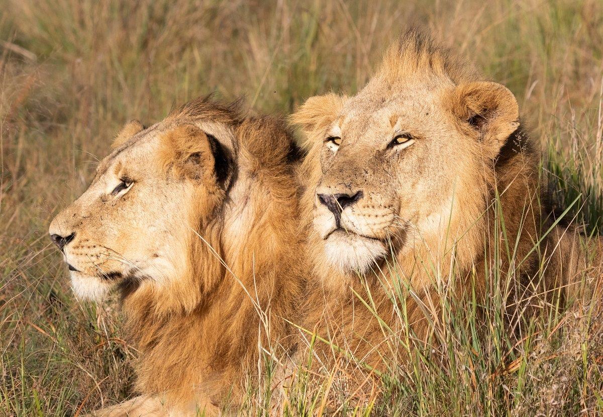 A21Jason Street   Kambula   220523   5