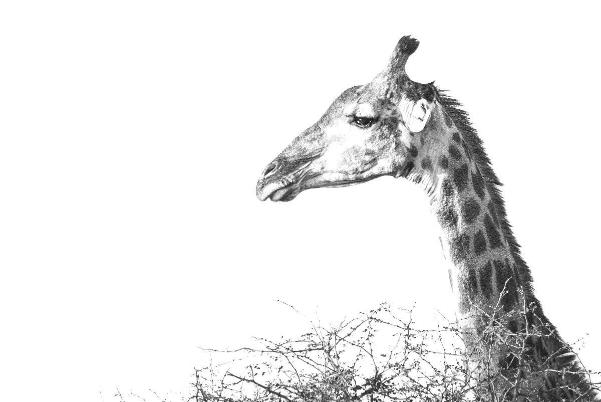 Giraffe Jason Street Giraffe Jason Street