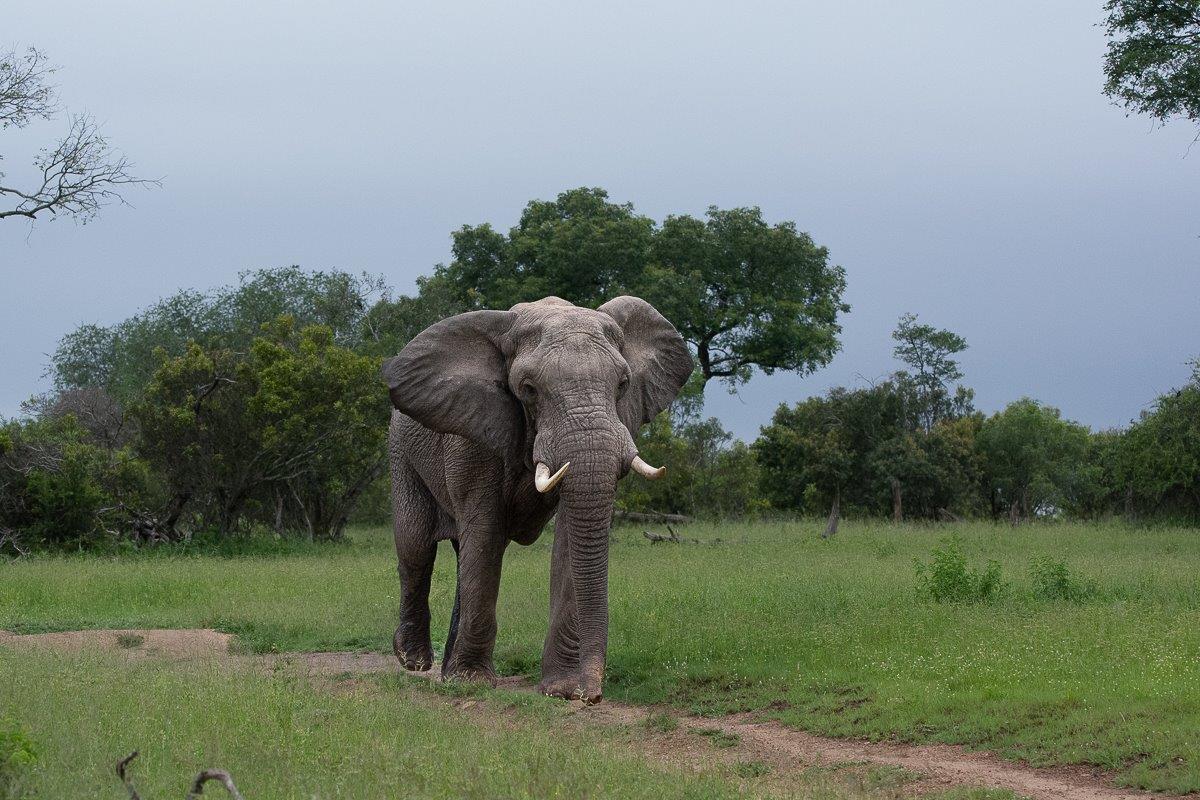 A lone bull elephant walks along the road. A lone bull elephant walks along the road.