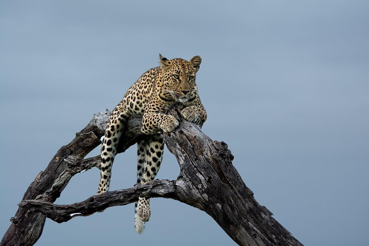 Golonyi sits in a tree at Sabi Sabi. Golonyi sits in a tree at Sabi Sabi.