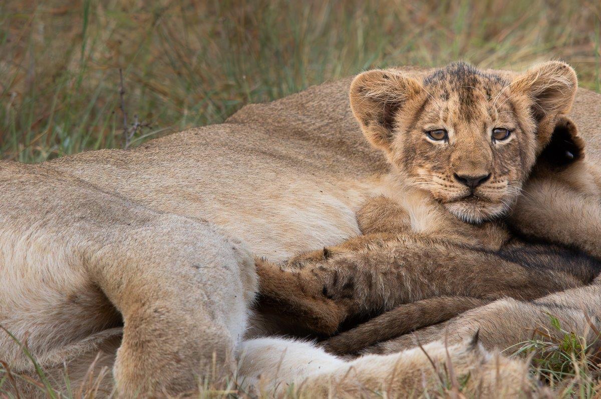 Jason Street Talamati Cubs Jason Street Talamati Cubs