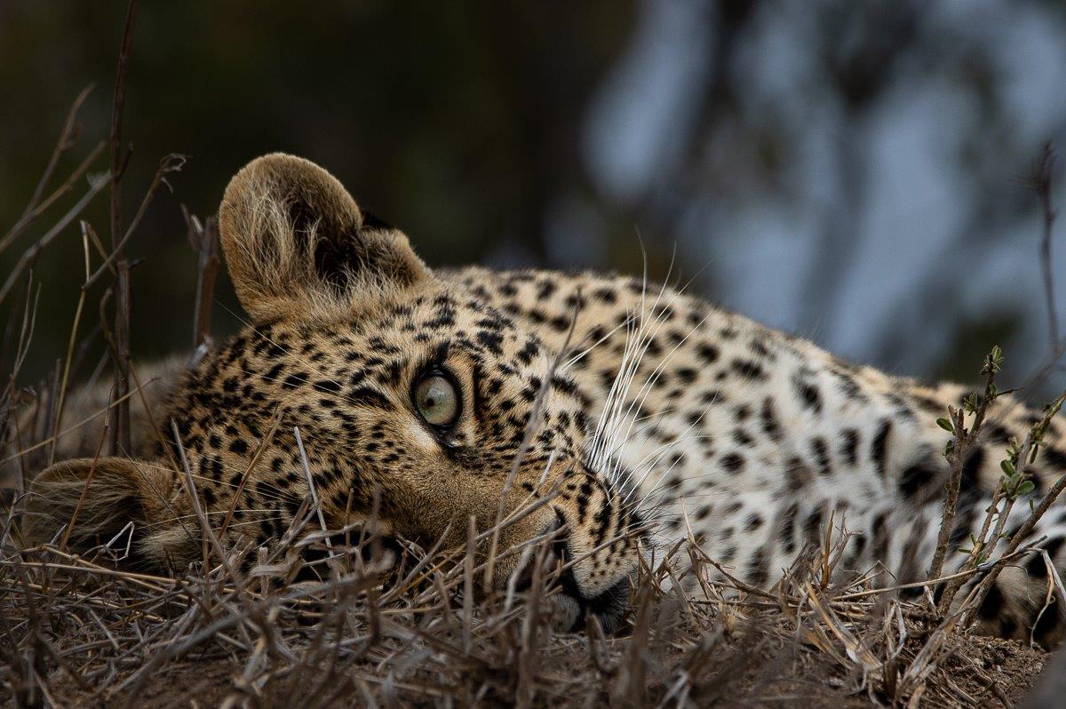 Close-up of Ntsumi’s cub resting, eyes focused on nearby activity.
