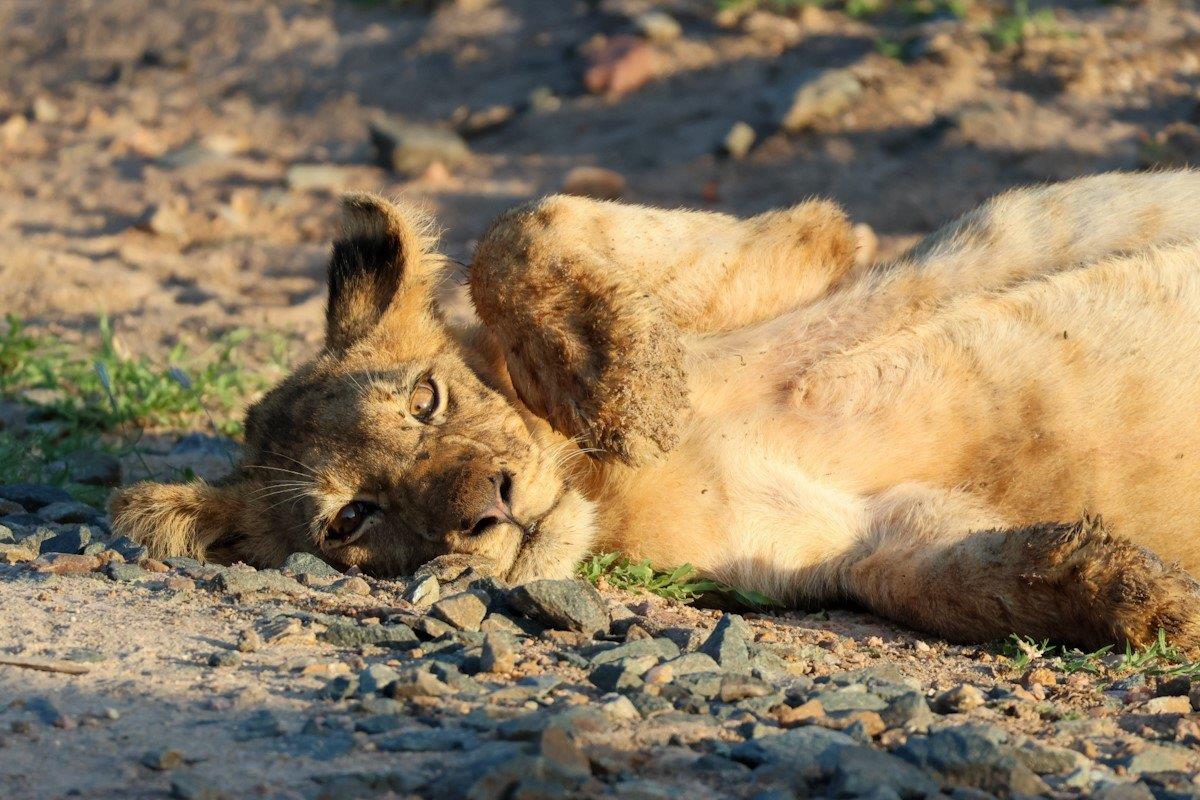 Sabi Sabi Jan Nel Styx Pride Cub Playful Sabi Sabi Jan Nel Styx Pride Cub Playful