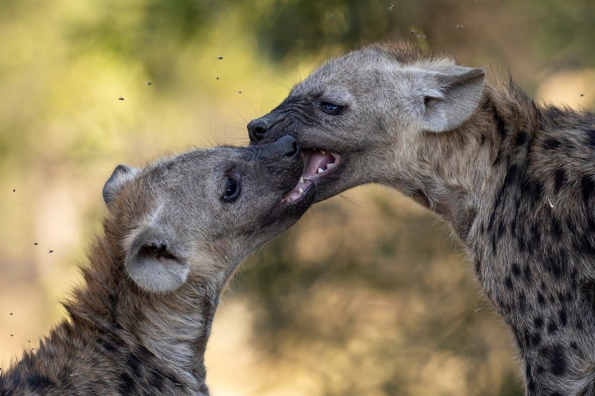 Sabi Sabi Benjamin Loon Hyena Pup Play Sabi Sabi Benjamin Loon Hyena Pup Play