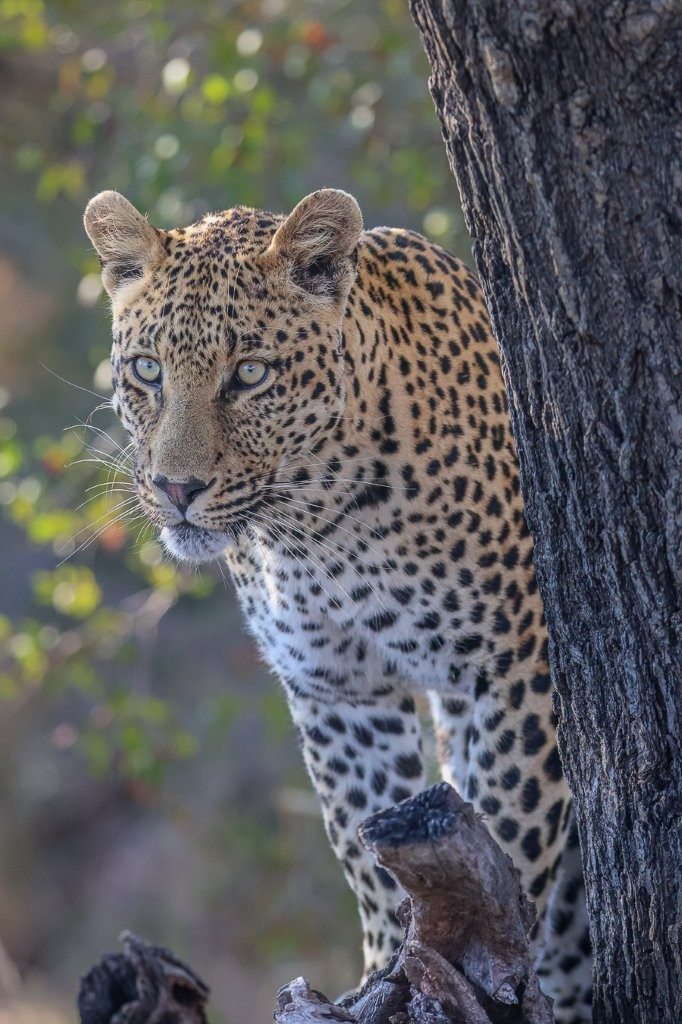 Sabi Sabi Ruan Mey Nottens Male Sabi Sabi Ruan Mey Nottens Male