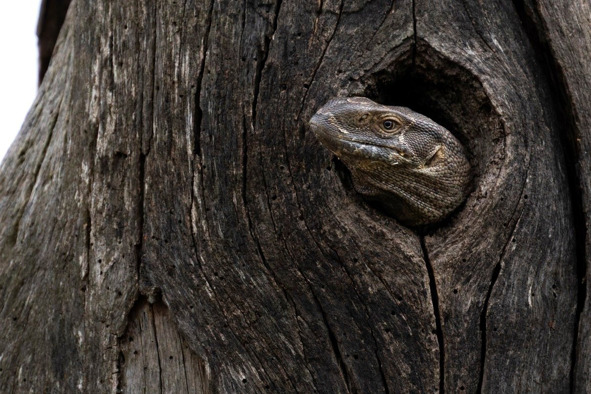 A rock monitor looking out of a hole in a tree