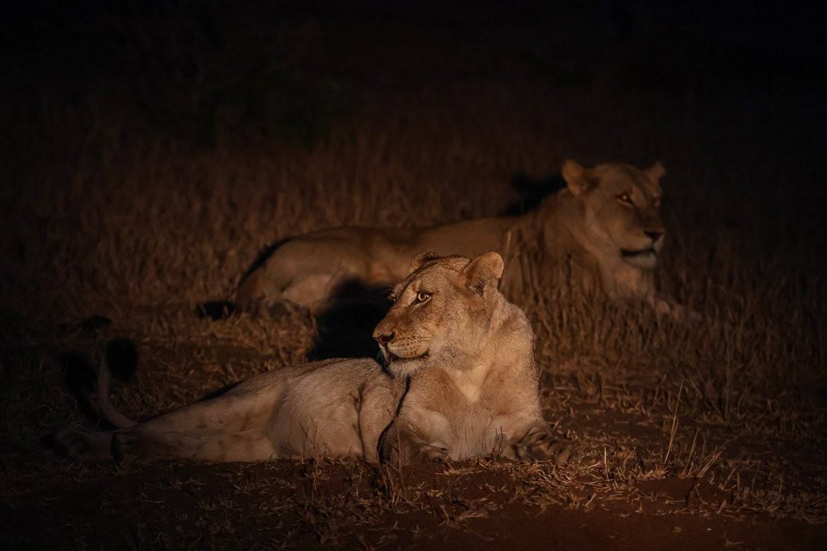Sabi Sabi Ruan Mey Msuthlu At Night Sabi Sabi Ruan Mey Msuthlu At Night