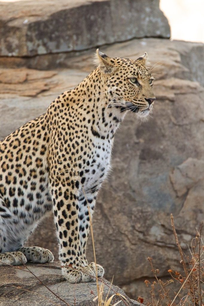 Sabi Sabi Jana Du Plessis Golonyi Leopard