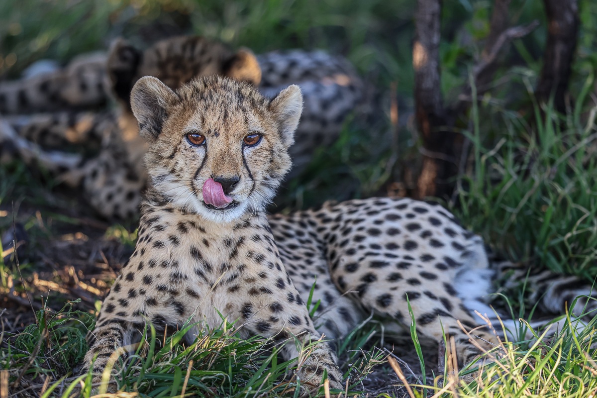 Sabi Sabi Ruan Mey Young Cheetah Licks Chops