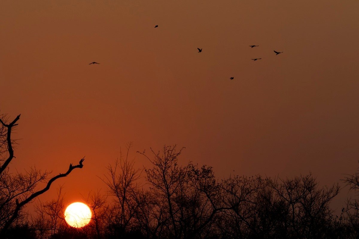 Sabi Sabi Benjamin Loon Sunset