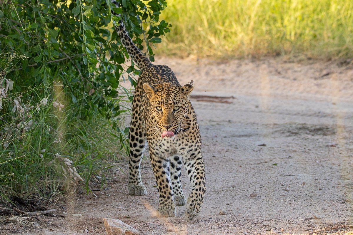 Sabi Sabi Jana Du Plessis Golonyi Leopard Marks Territory